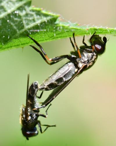 Cheilosia sp.